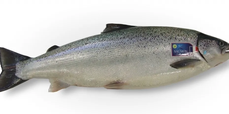 French salmon farmer diversifies into new species, downstream operations