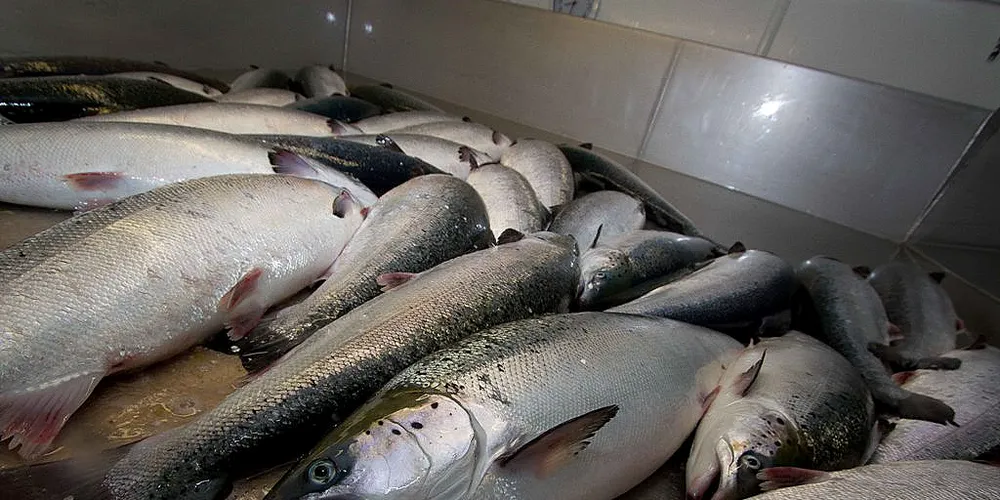 Farmed salmon market in limbo