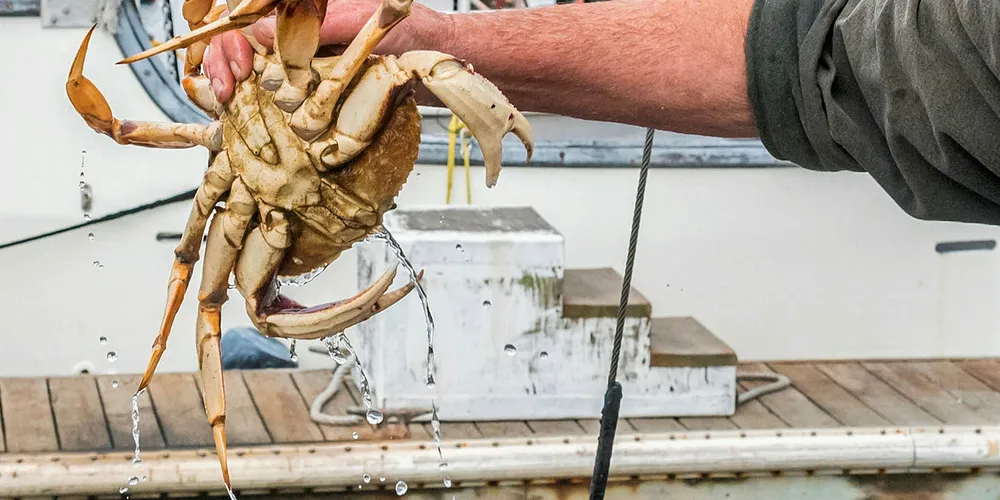 Dungeness crab fishermen off California.