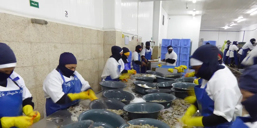 Ecuadorian shrimp giant to double production in five years
