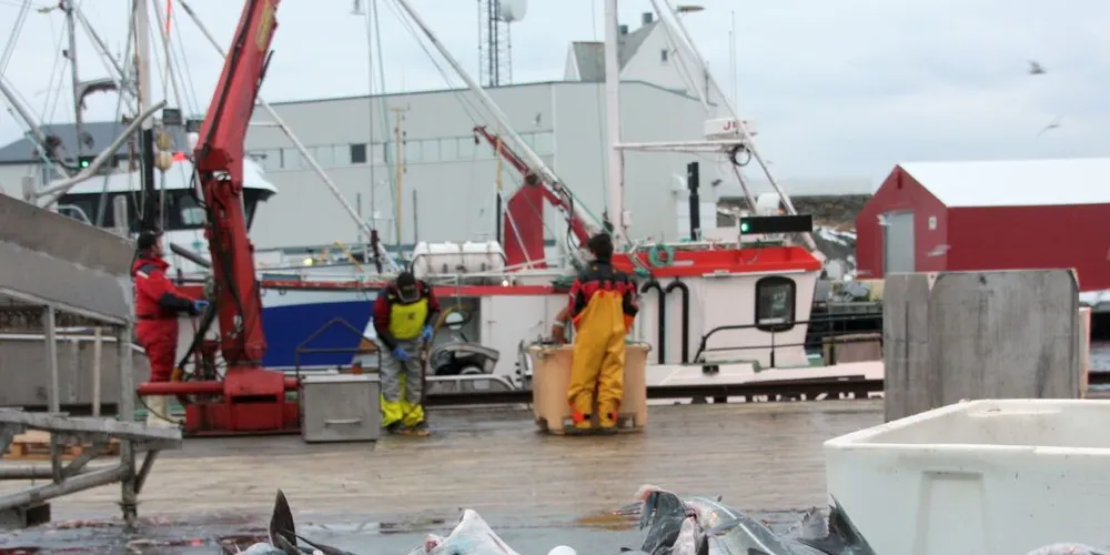Årets seiregulering har skapt frustrasjon mange steder på kysten. Et planlagt fiske utover sommeren og høsten blir det lite igjen av for både flåte og fiskebruk. Arkivfoto: Terje Jensen
