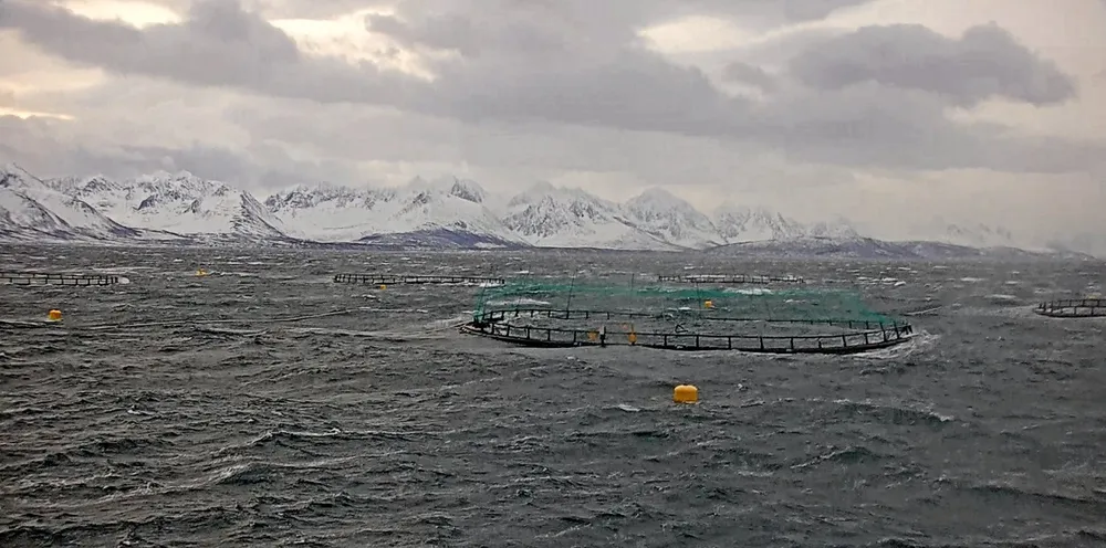 Salmon harvesting has been more difficult in choppy waters.