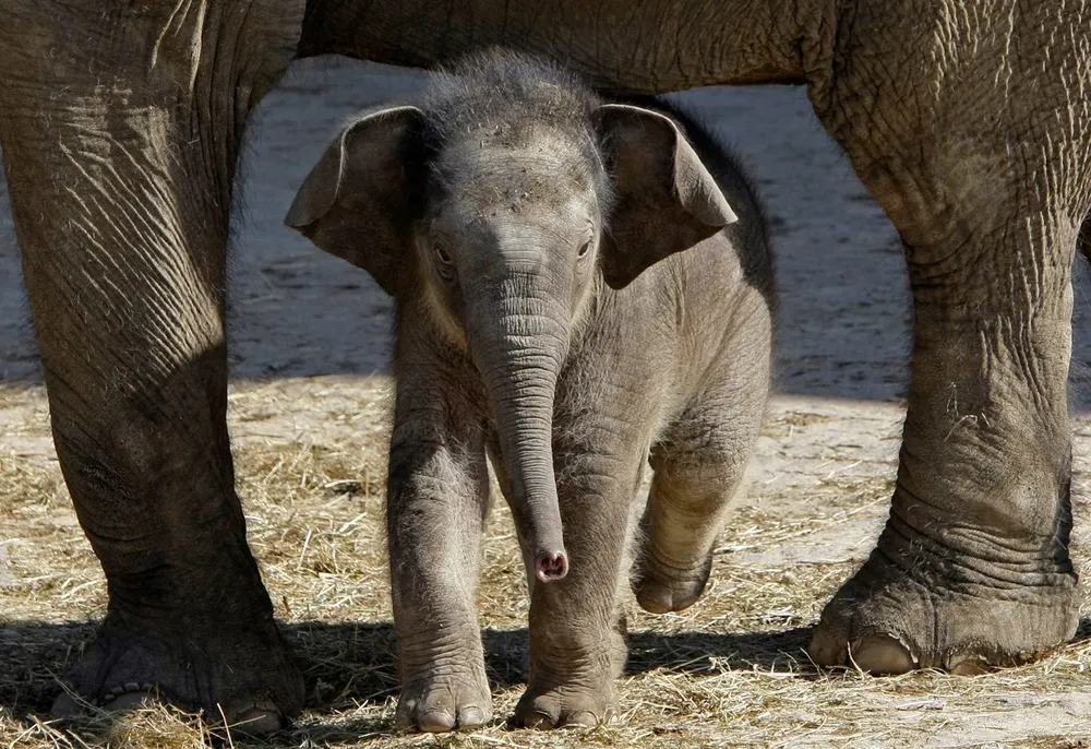 Budding attraction: Gazprom Neft says Elephant deal is still in play but not yet fully formed