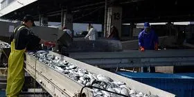 Japanese fishermen go unpunished for overfishing