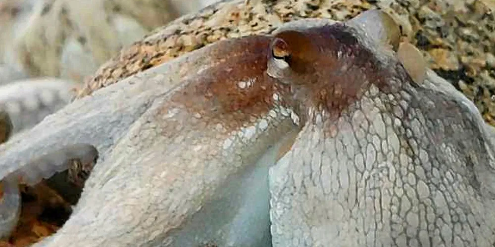 Farmed octopus.