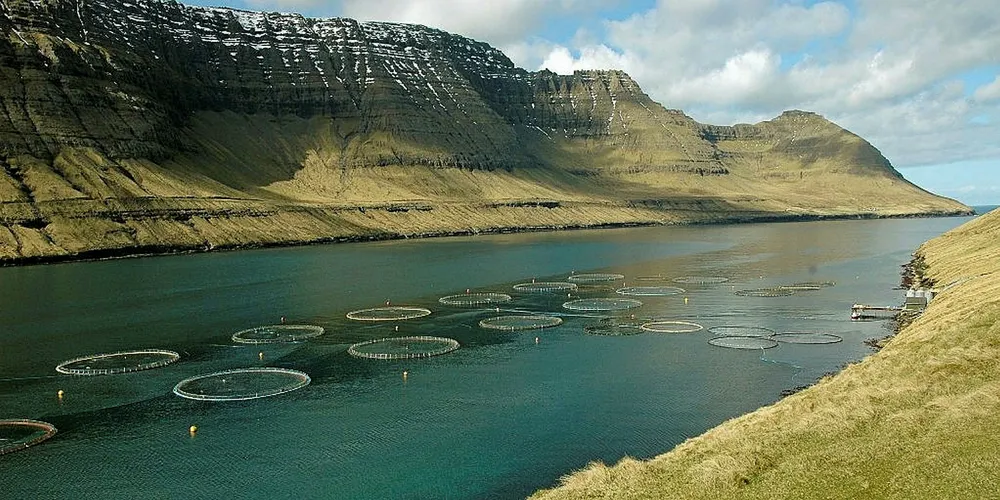 Bakkafrost salmon pens.