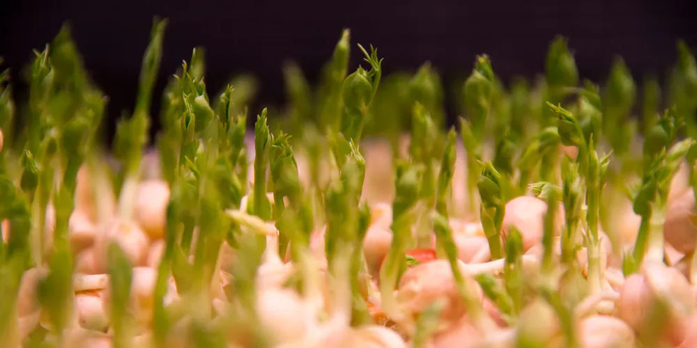 UK's first commercial urban aquaponics farm to open in London