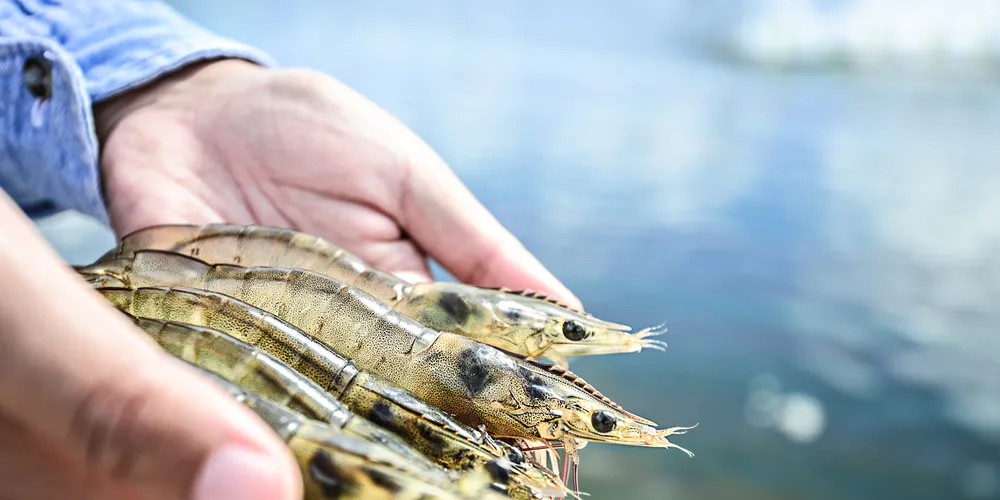 Global shrimp crisis claims another victim