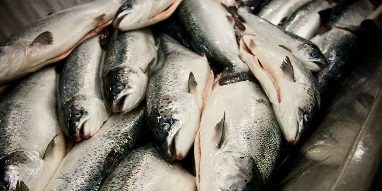 Salmon supply to remain tight in 2014, analysts say