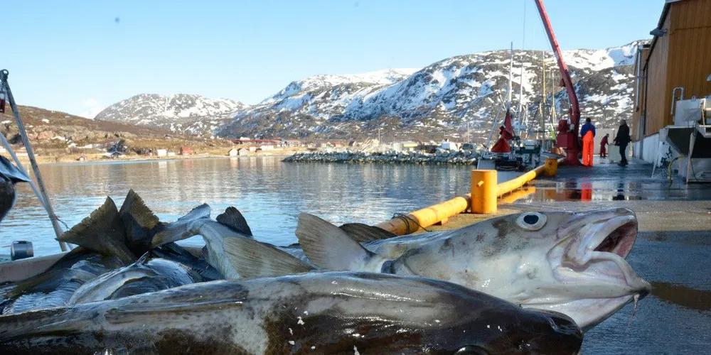 October's most-read: Groundfish numbers, US seafood consumption, Iceland strike