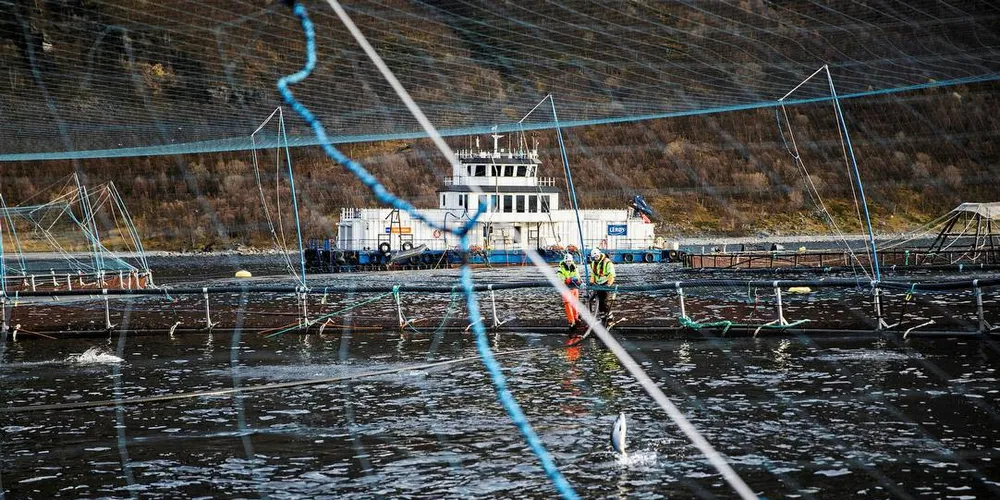REGELTUNGT: Årsaken til stagnasjonen er de strenge miljøkravene som stilles til lakseproduksjonen.Illustrasjonsfoto: Per Thrana, DN