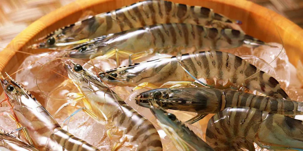 Eager EU buyers send black tiger shrimp prices 'sky high’