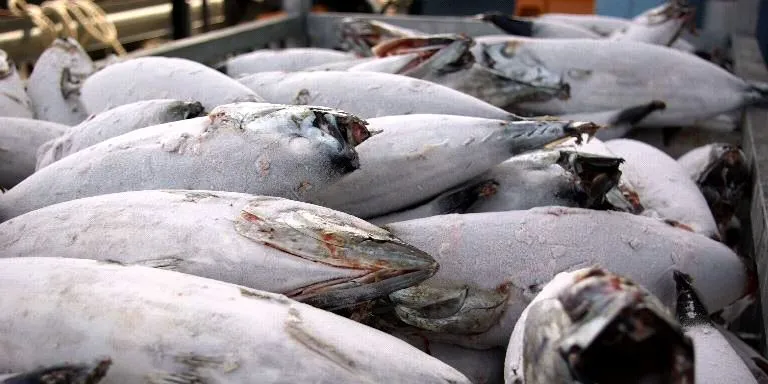 When will skipjack tuna prices rebound?