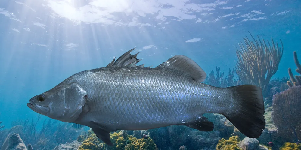 Singapore barramundi producer eyes US market