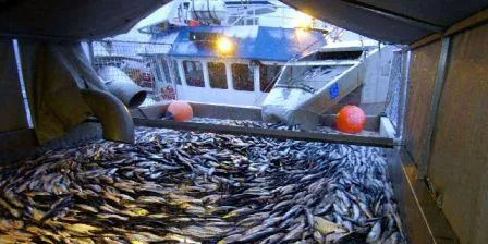 Norway Pelagic, Austevoll: where next?