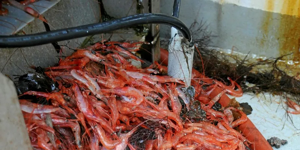 SKAL IKKE SORTERES UT: Blandingen av undermålsreke, undermålsfisk, hvitreke og rusk og rask kalles ofte for sub eller gny.Foto: Kjersti Kvile/Fiskeribladet