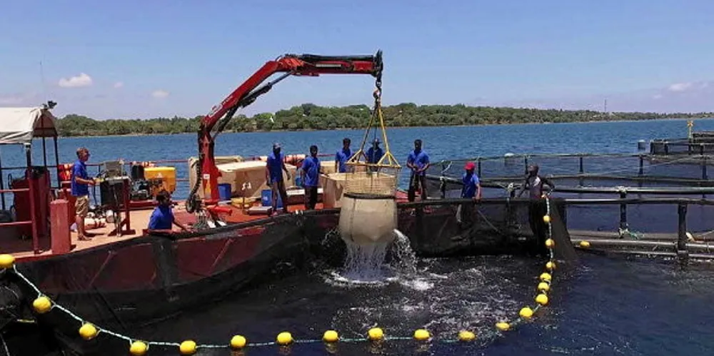 With the partnership, Oceanpick is introducing its barramundi products to European consumers for the first time.