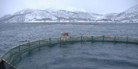 Salmon infection suspected in Norway
