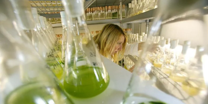 OriginOil rolls out  ‘simplified’ algae oil harvesting process