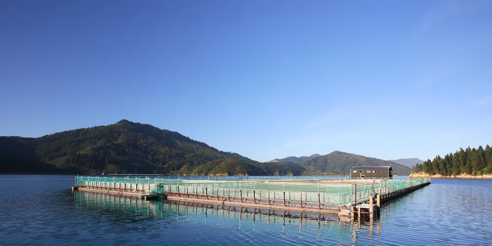 NZ King Salmon invests in new feed barge