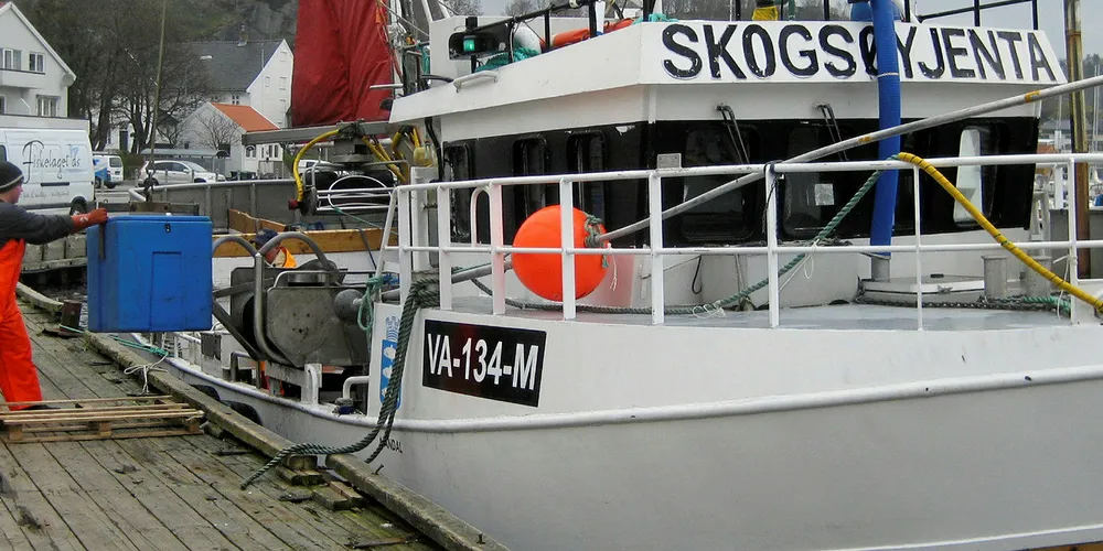 GARNFISKE I SØR: Mandal-båten «Skogsøyjenta» tok om lag 1300 kilo på beste tur i forrige uke, og i denne fangsten utgjorde pigghå og lysing hovedtyngden.