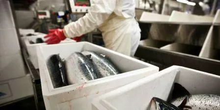 ‘Gross breach of regulations’ at salmon plant