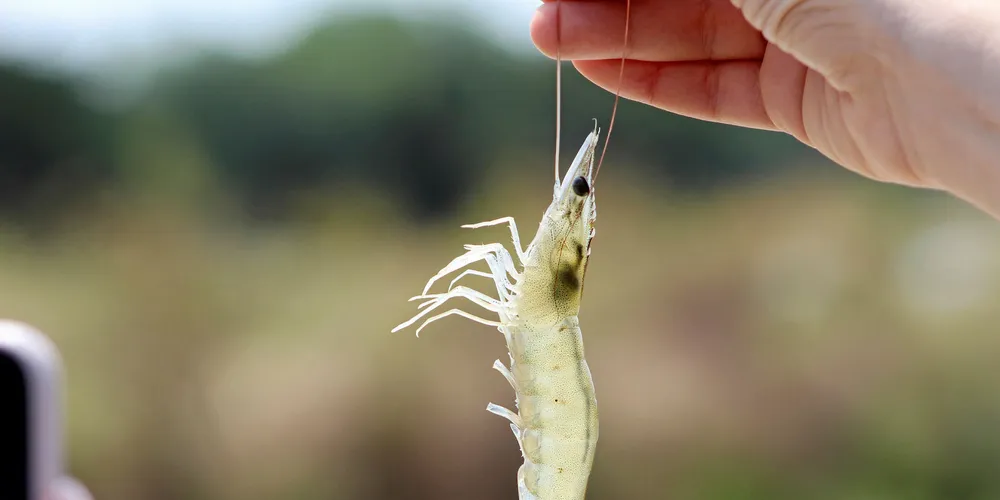 Organically farmed shrimp, Ecuador.
