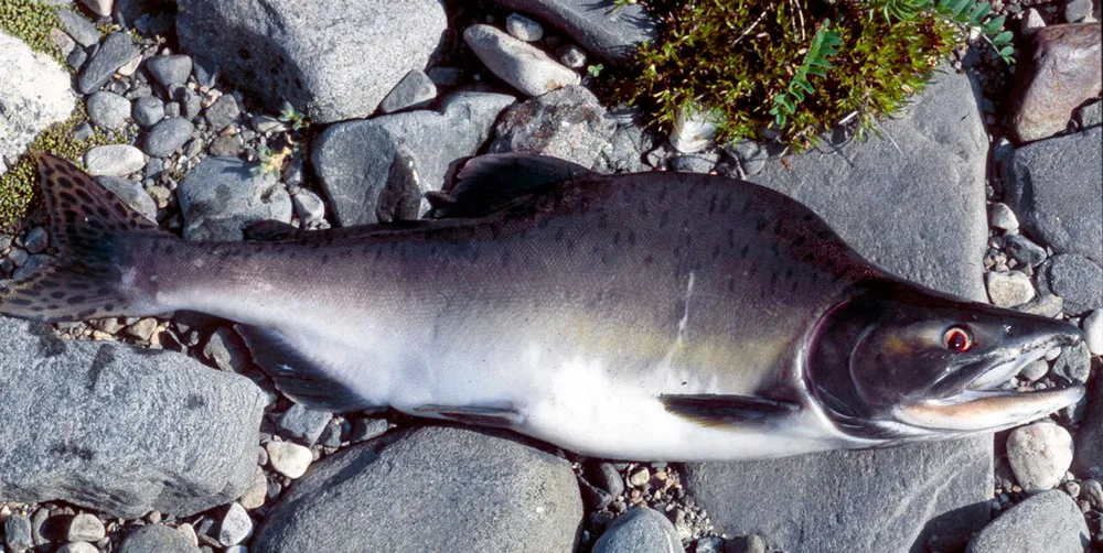 Kjønnsmoden hannfisk har en pukkellignende forhøyning på fremre del av ryggen, derav navnet pukkellaks.