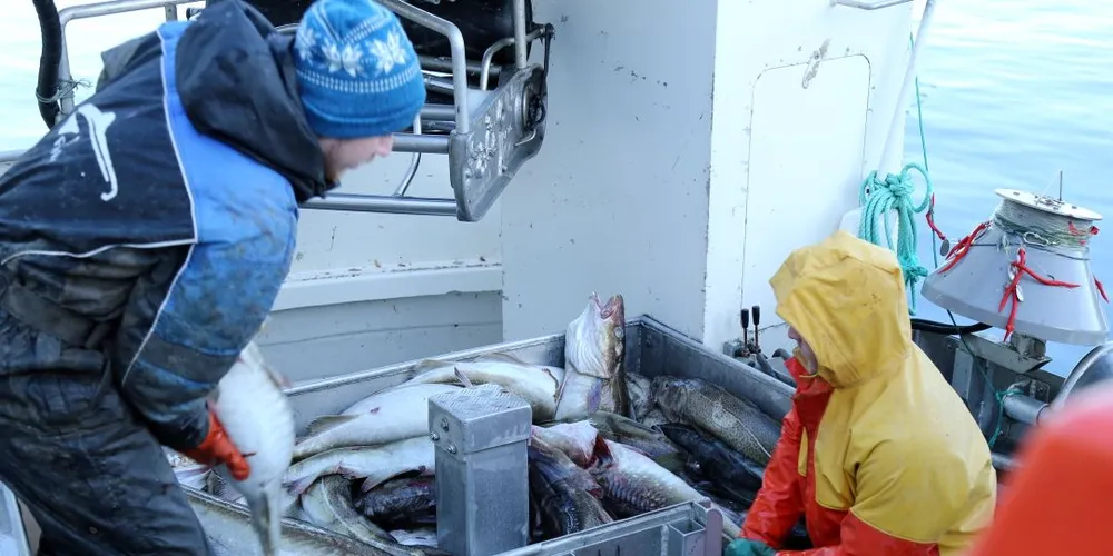 Både fiskere og fiskemottak ønsker en rask og effektiv levering av fisken fra kystfiskeflåten. I dag kolliderer dette ønsket med myndighetenes krav til kontroll og sporbarhet etter levering. Foto: Jon Eirik Olsen