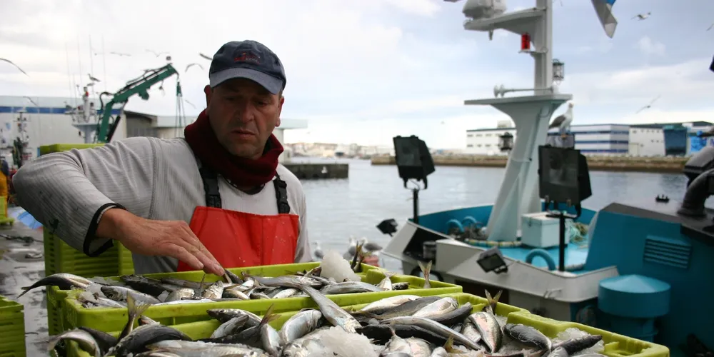 Major shifts ahead for southern African pelagic sector