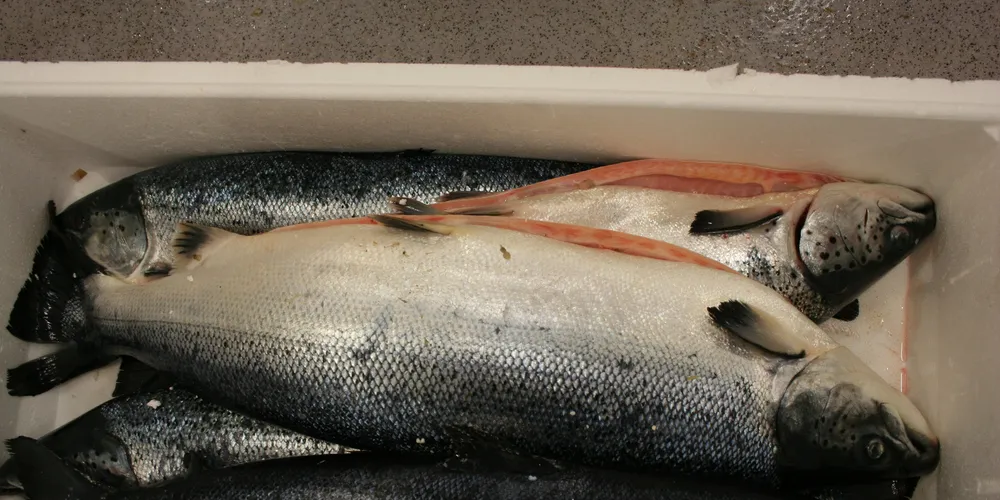 Norsk fisk taper for økt frihandel