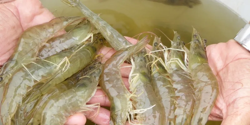 What can Ecuadorian shrimp buyers expect post-earthquake?