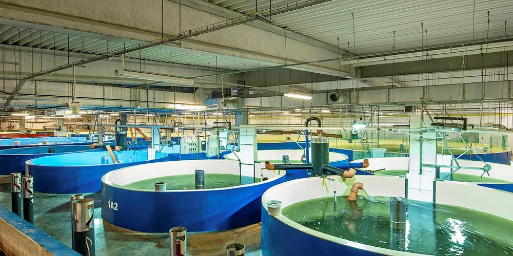 AquaMaof RAS facility, land-based fish farming tanks.