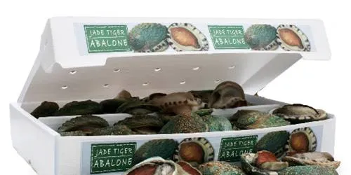Australian abalone farmer for sale