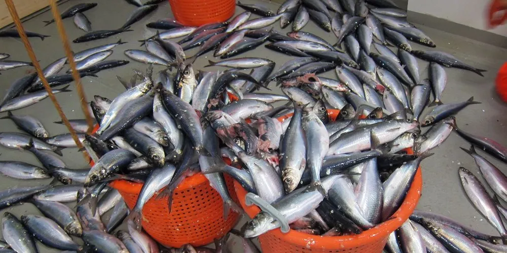 Stor og gammel sild har dominert i prøvene på gytetoktet. Foto: Rokas Kubilius/Havforskningsinstituttet