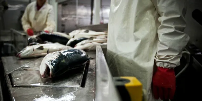 Farmed salmon price outlook mixed