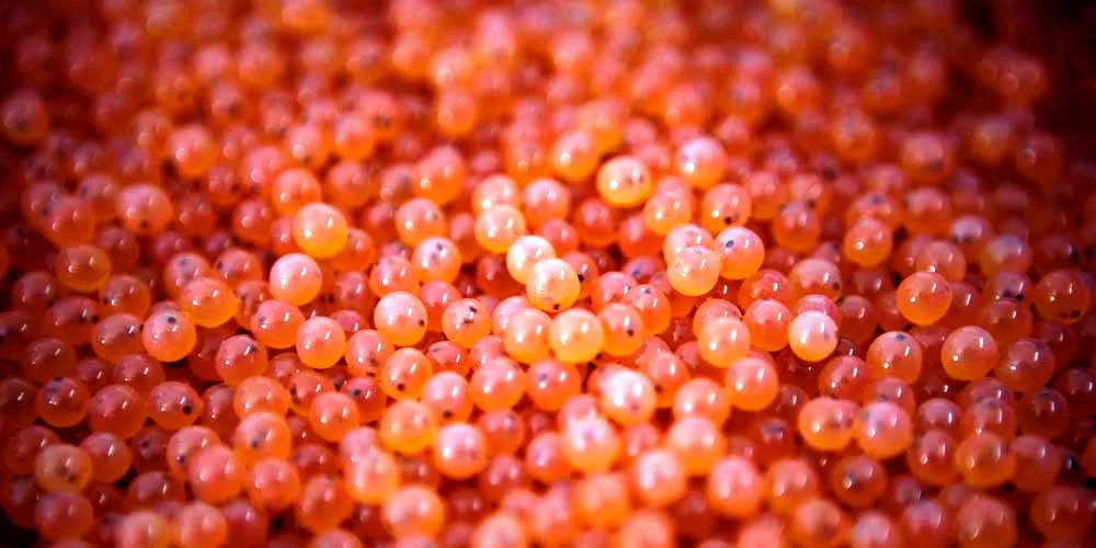Chile suspends salmon egg imports