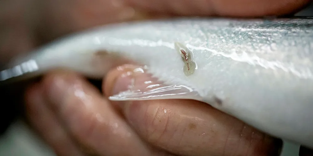 Chile's salmon farming industry continues to battle with sea lice.