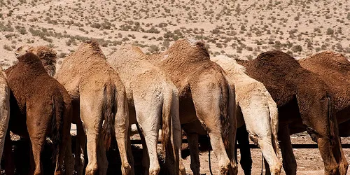 Israel's Arava signs deal to build PV arrays totalling 100MW