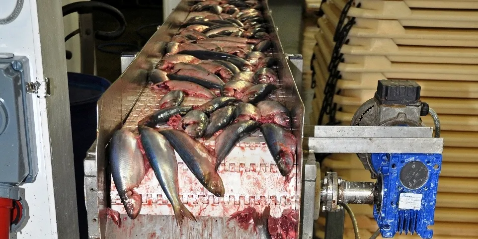 Norway Pelagic halves loss