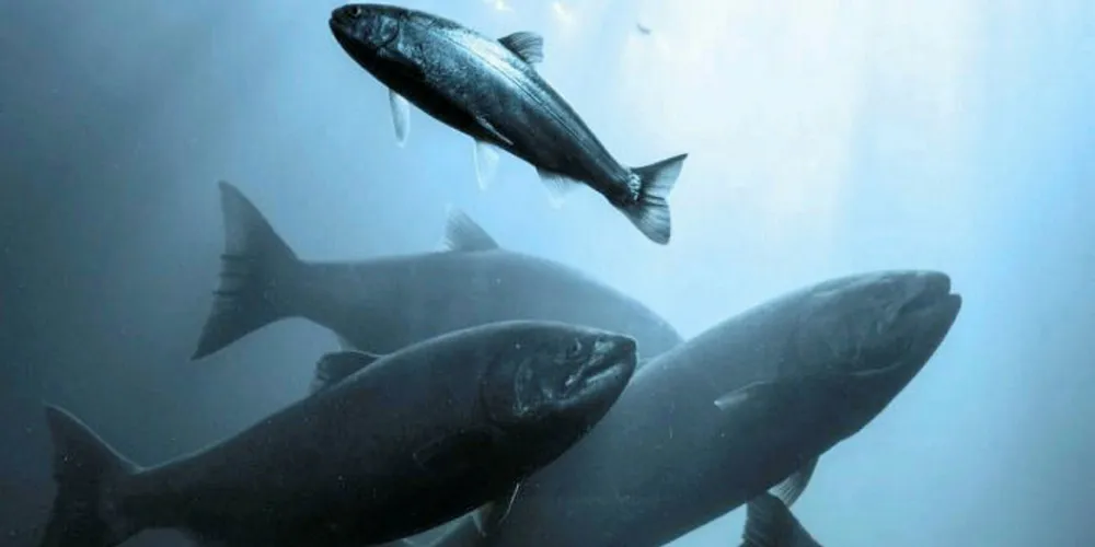 Whole Oceans plans to produce 25,000 tons of Atlantic salmon in Maine.