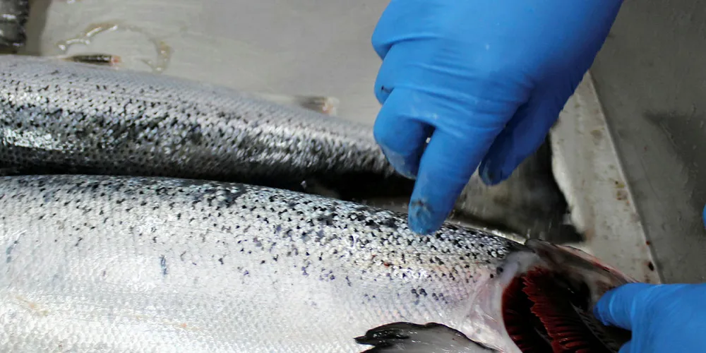 Chilean salmon prices increased in the US in week 31.