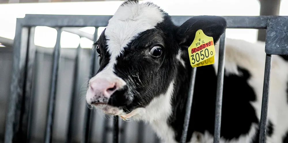 The project to use liquefied biomethane from cattle manure is backed by the Japanese government.