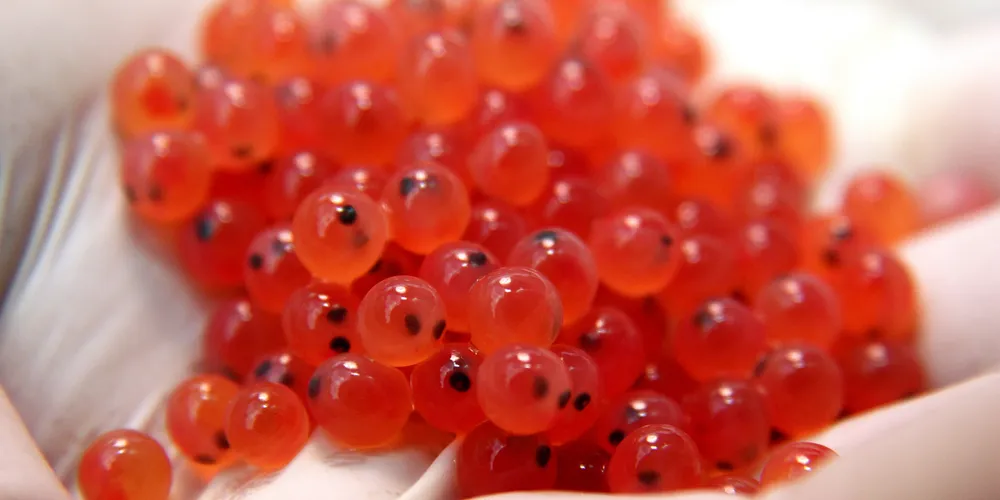 Photo: SalmonChile