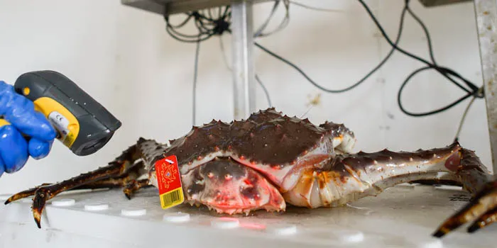 Norwegian king crabbers hope for better 2014/2015