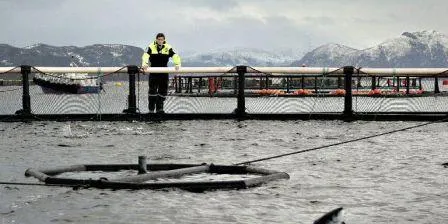 WWF out to stop salmon growth