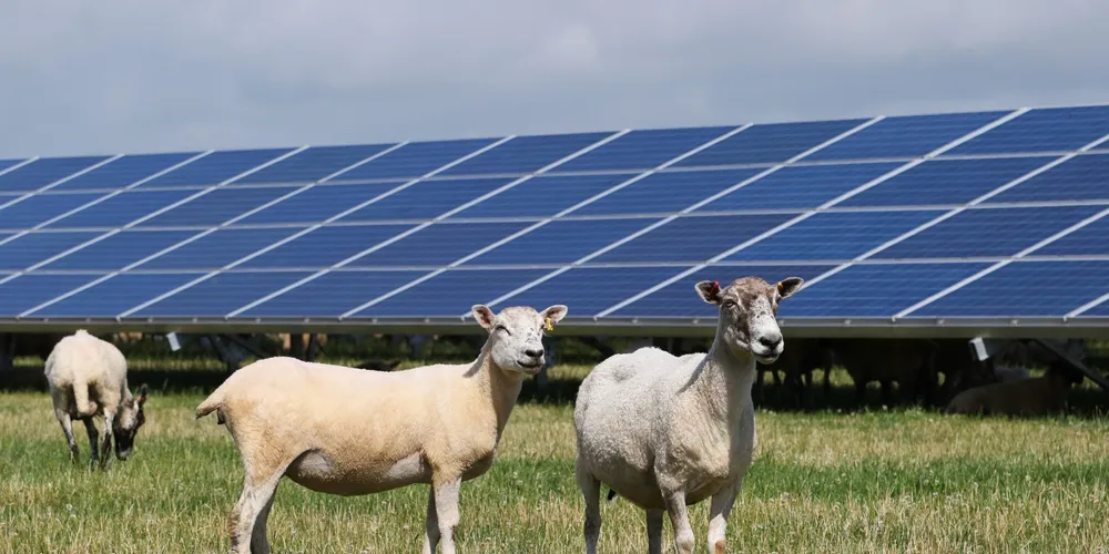 Lightsource's Crookedstone Road solar farm in Belfast