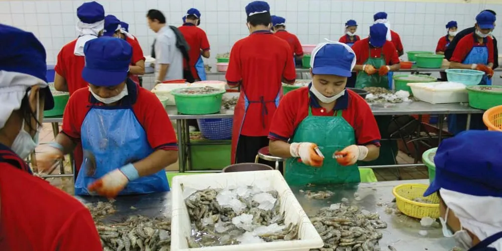 Analyst: Recovery underway for Thai shrimp industry