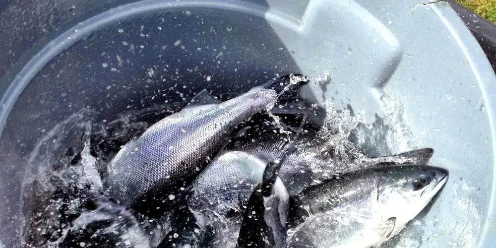 Land-based sockeye, coho farmer faces market headwinds
