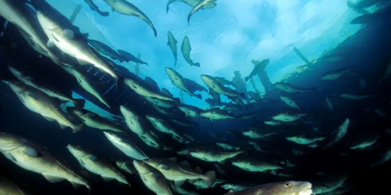 'Light at the end of the tunnel' for Norwegian cod farmer